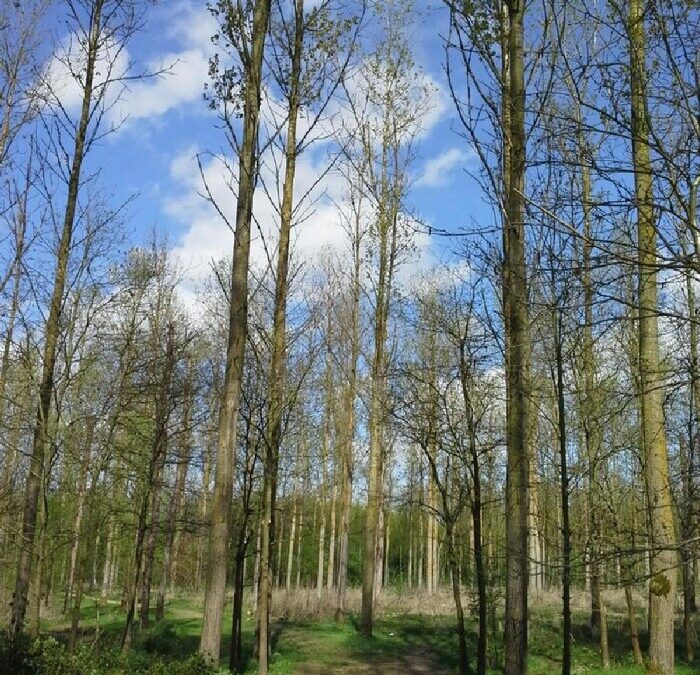 Lokaal initiatief ‘stiltewandeling’ — Liedekerke