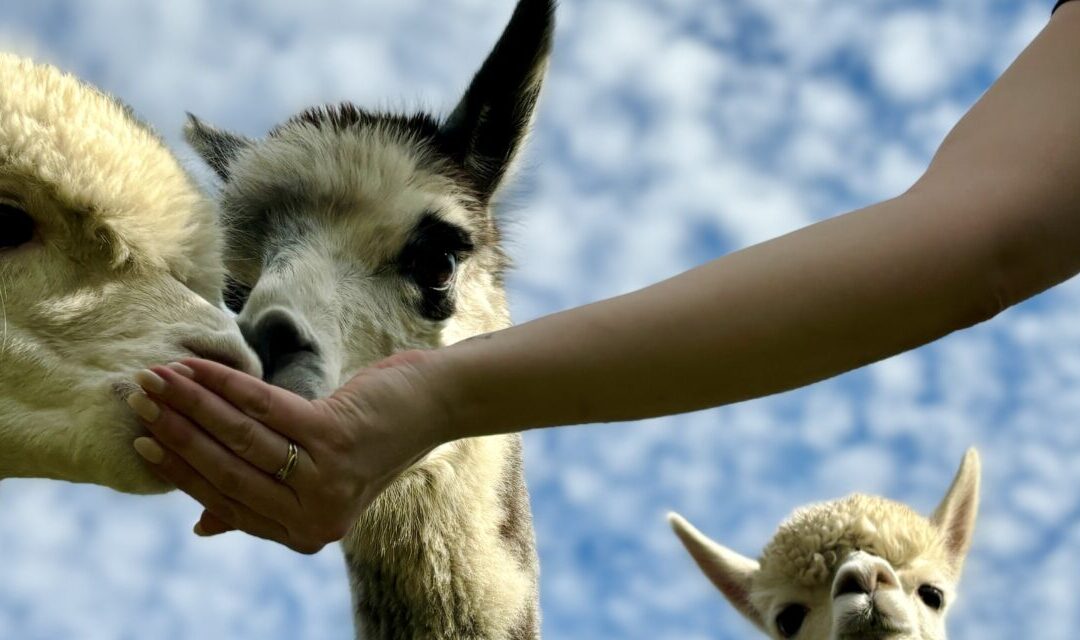 DAG VAN DE STILTE — Wandelen met alpaca’s bij ’t Varentje