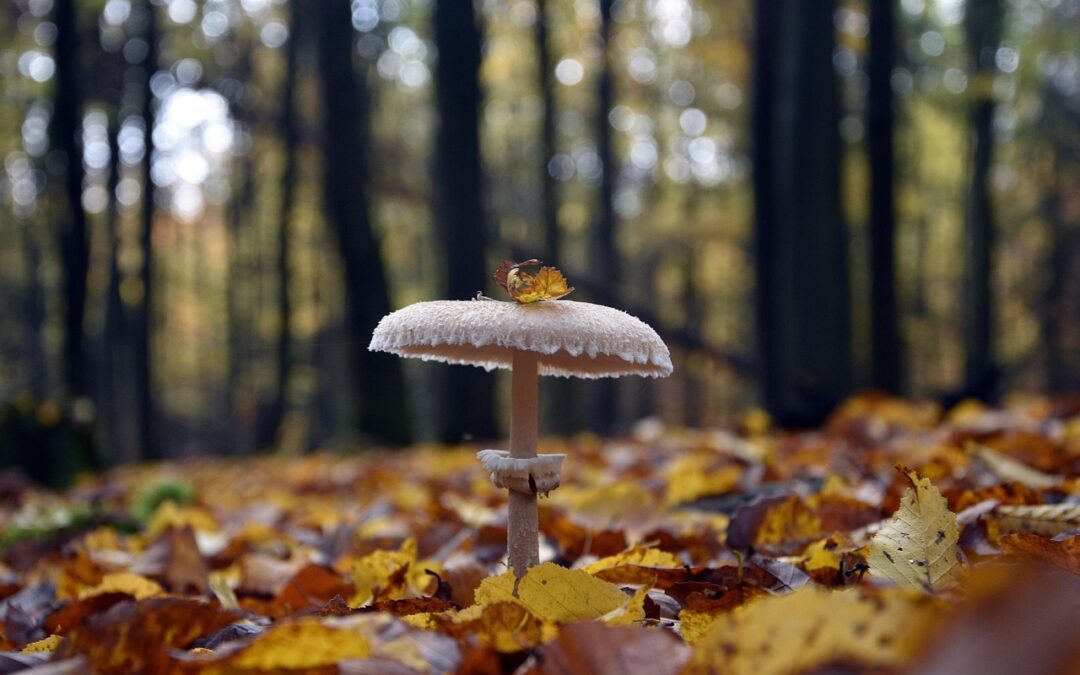 DAG VAN DE STILTE — Buiten zien we beter – dynamieken van Leven ontdekken in het herfstbos