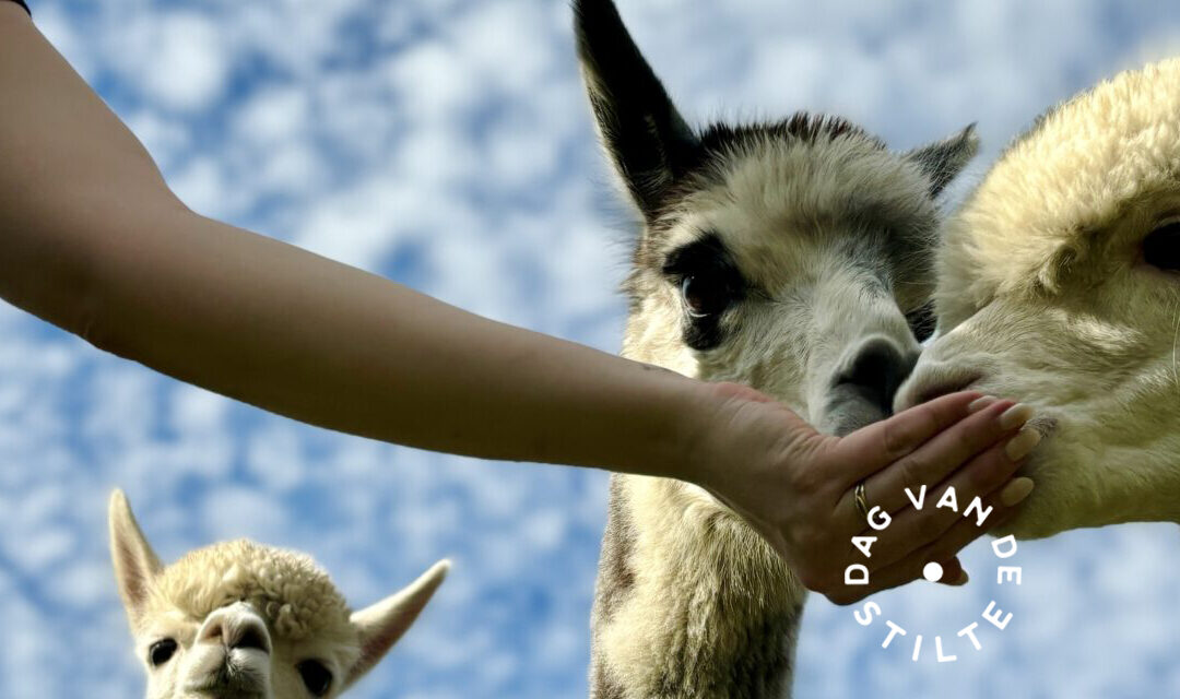 DAG VAN DE STILTE • Alpaca- en ezelwandeling