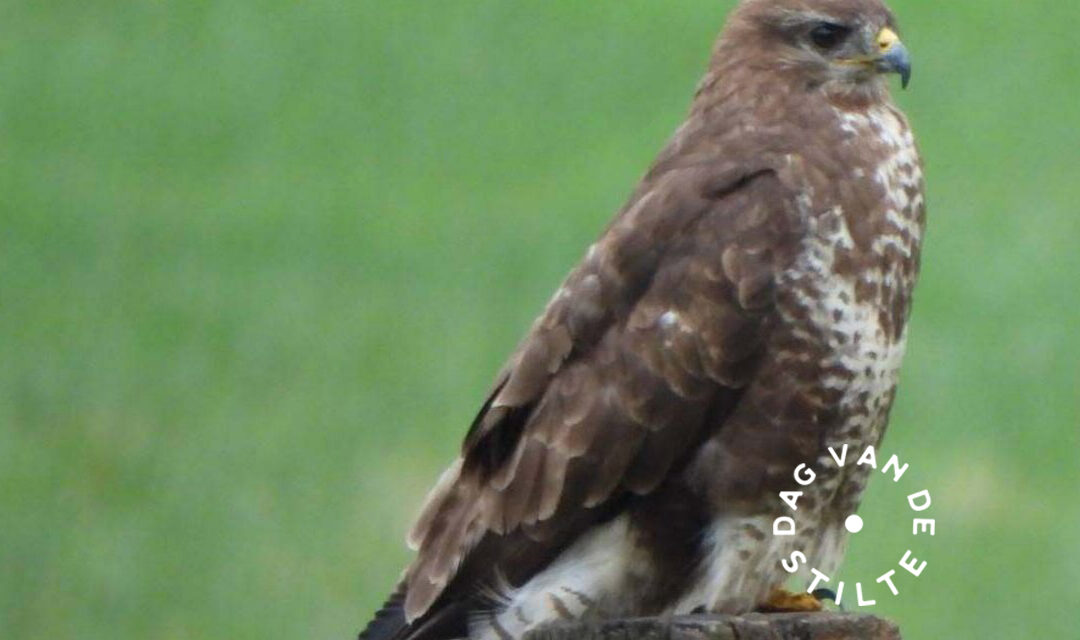 DAG VAN DE STILTE • Natuurwandeling Als de winter voor de deur staat
